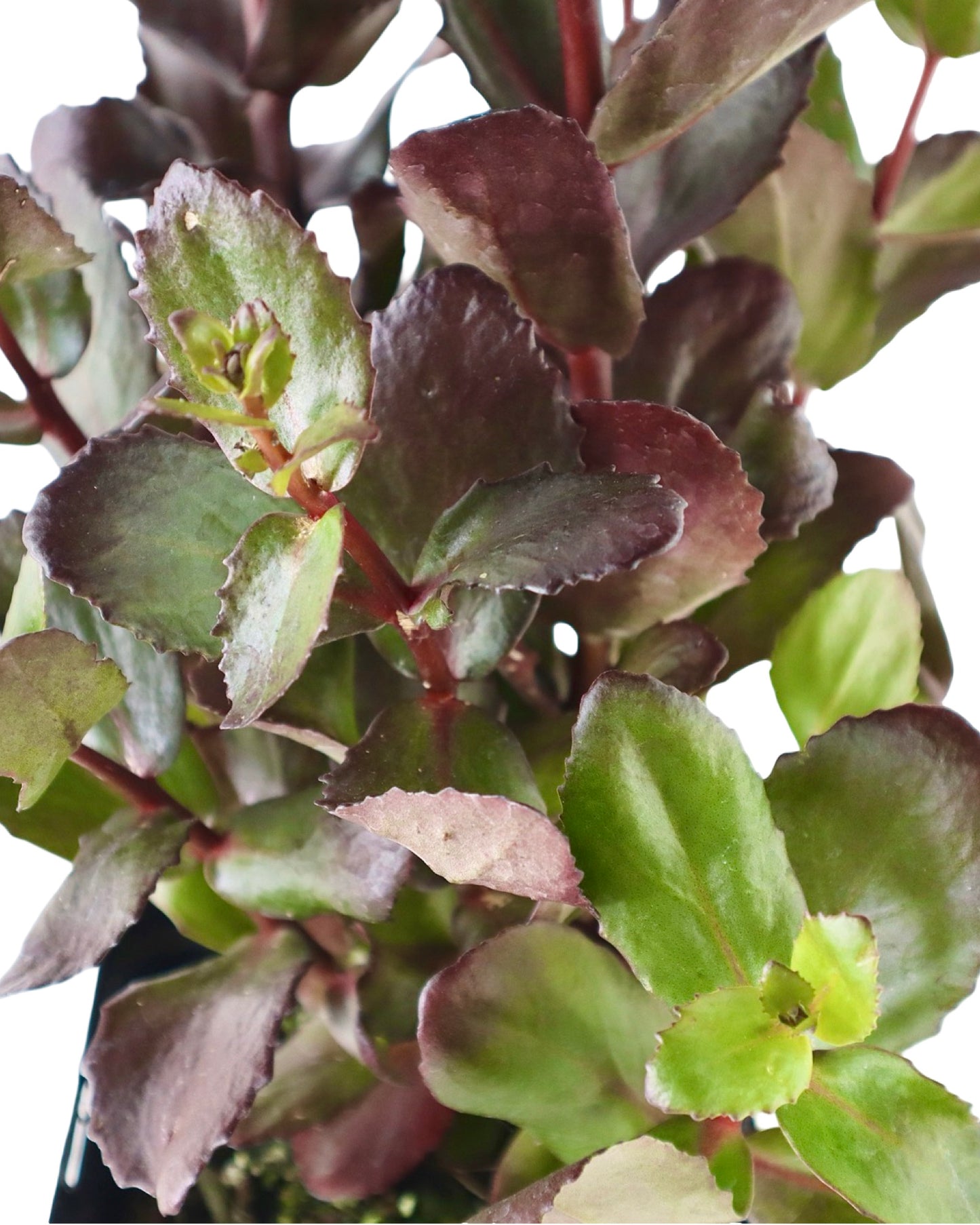 Sedum 'Candy Chocolate Drop' - Perennials