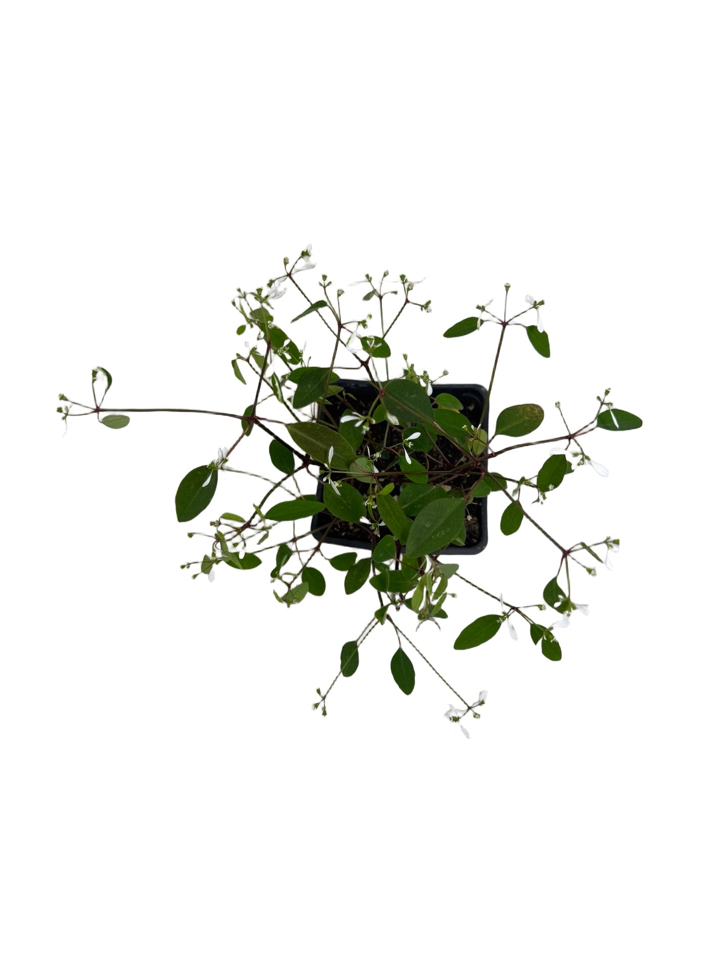 Euphorbia Loreen™ - Annuals