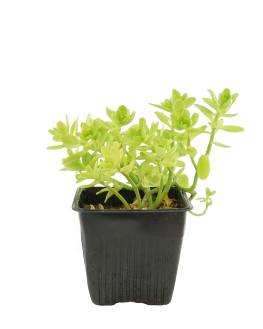Sedum confusum