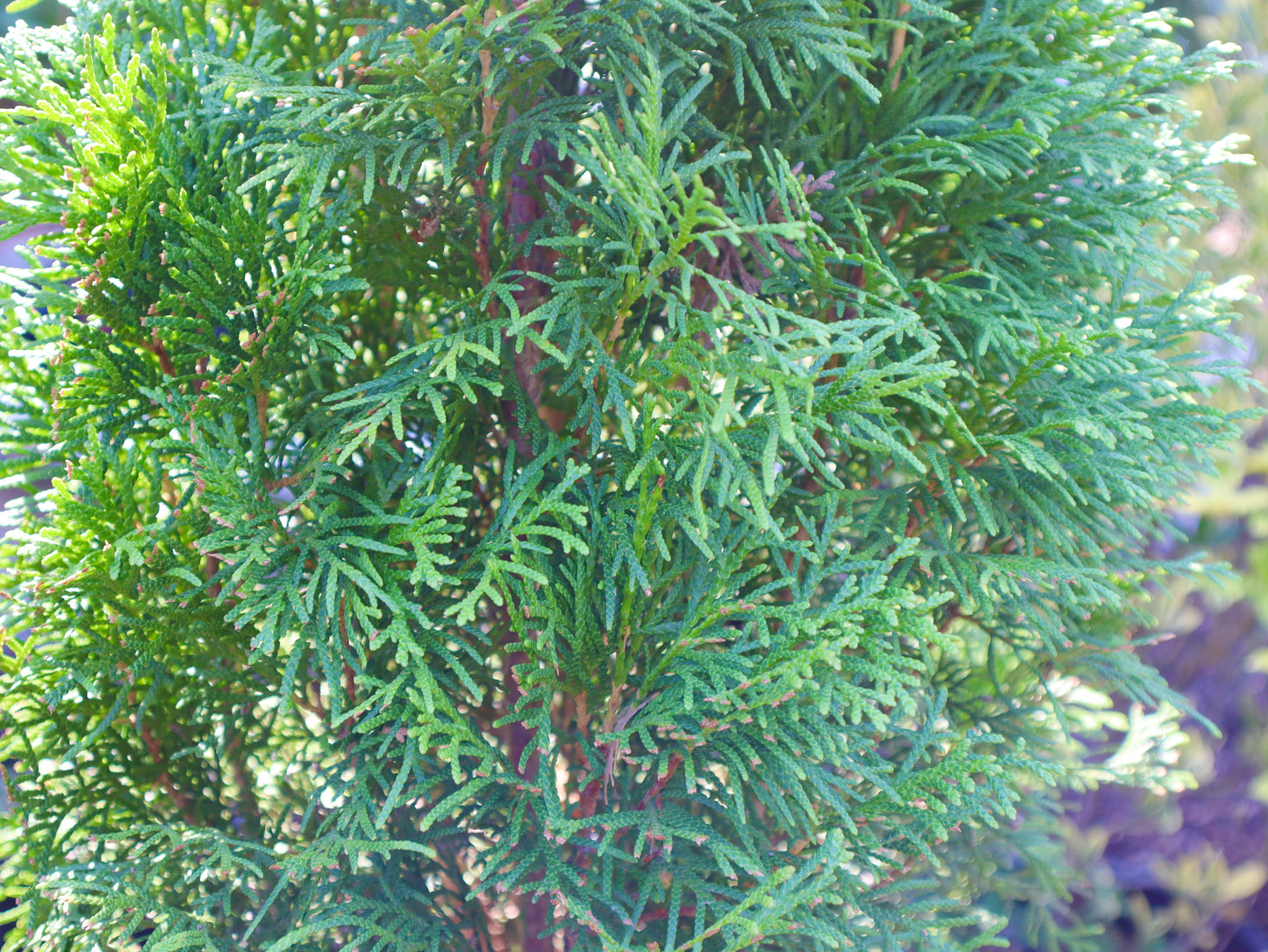 Thuja occidentalis 'Smaragd' - Shrubs