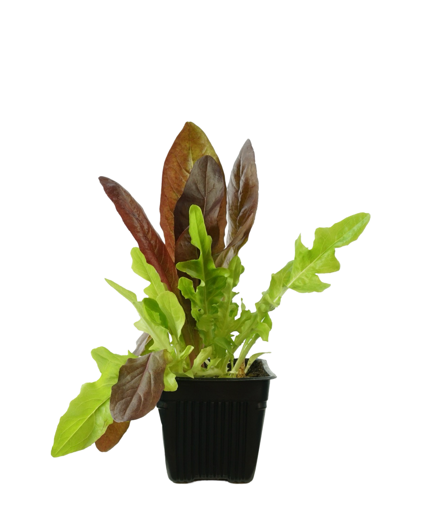 Lettuce Mix