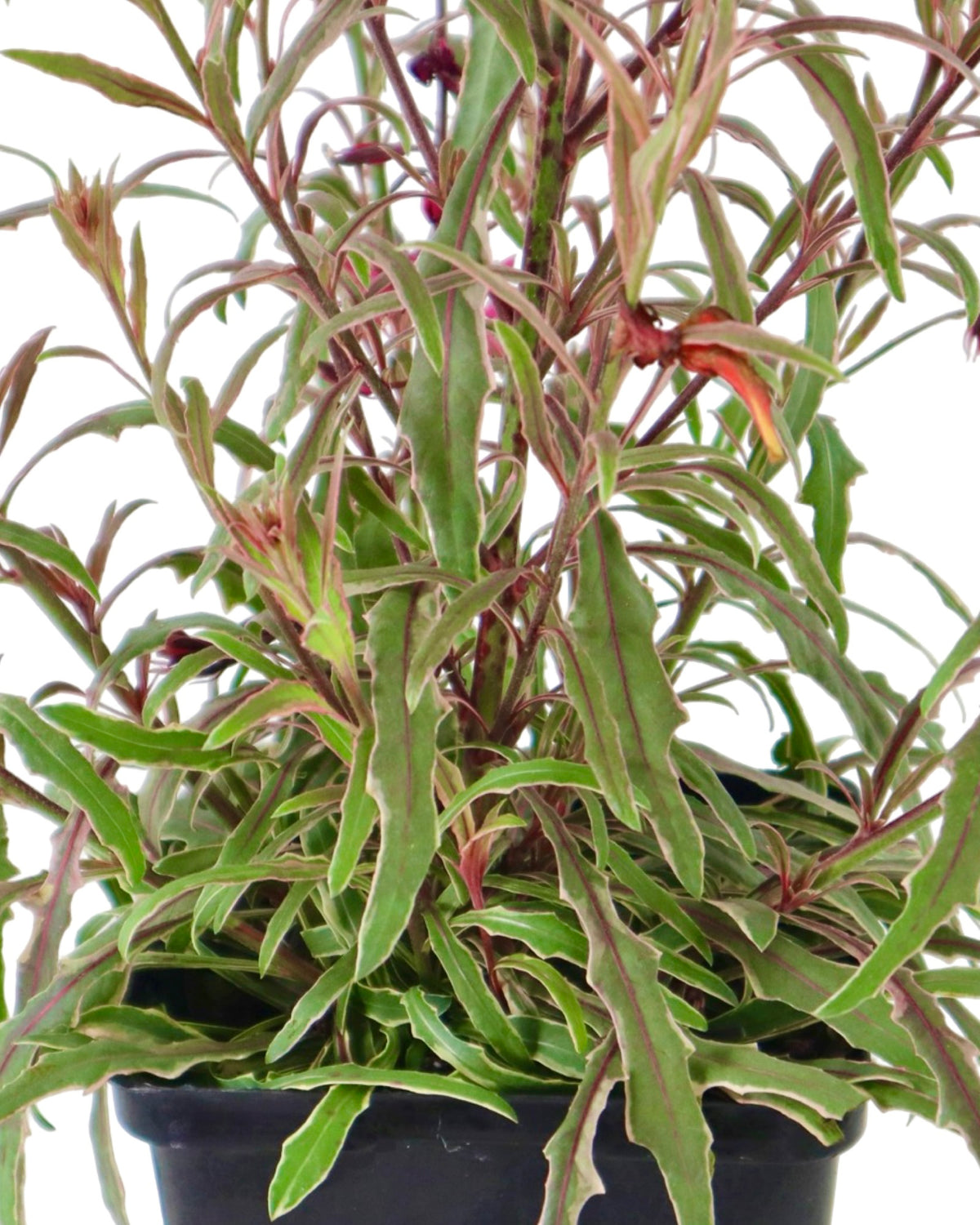 Gaura lindheimeri Bantam® 'Pink' - Perennials