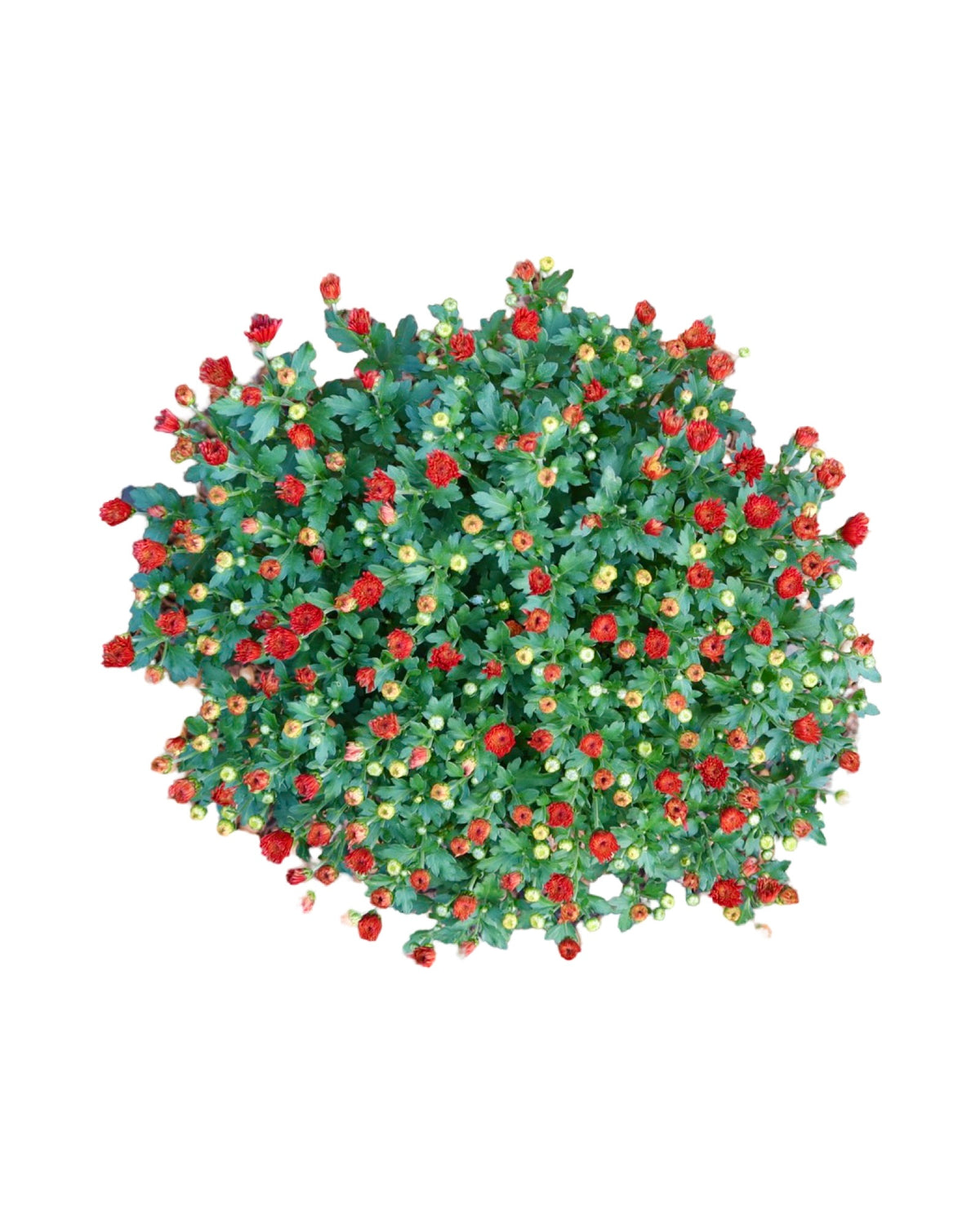 Garden Mum - Seasonal Plant