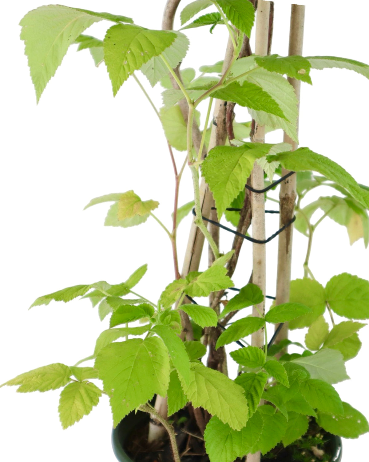 Rubus idaeus 'Canby Red' - Shrubs