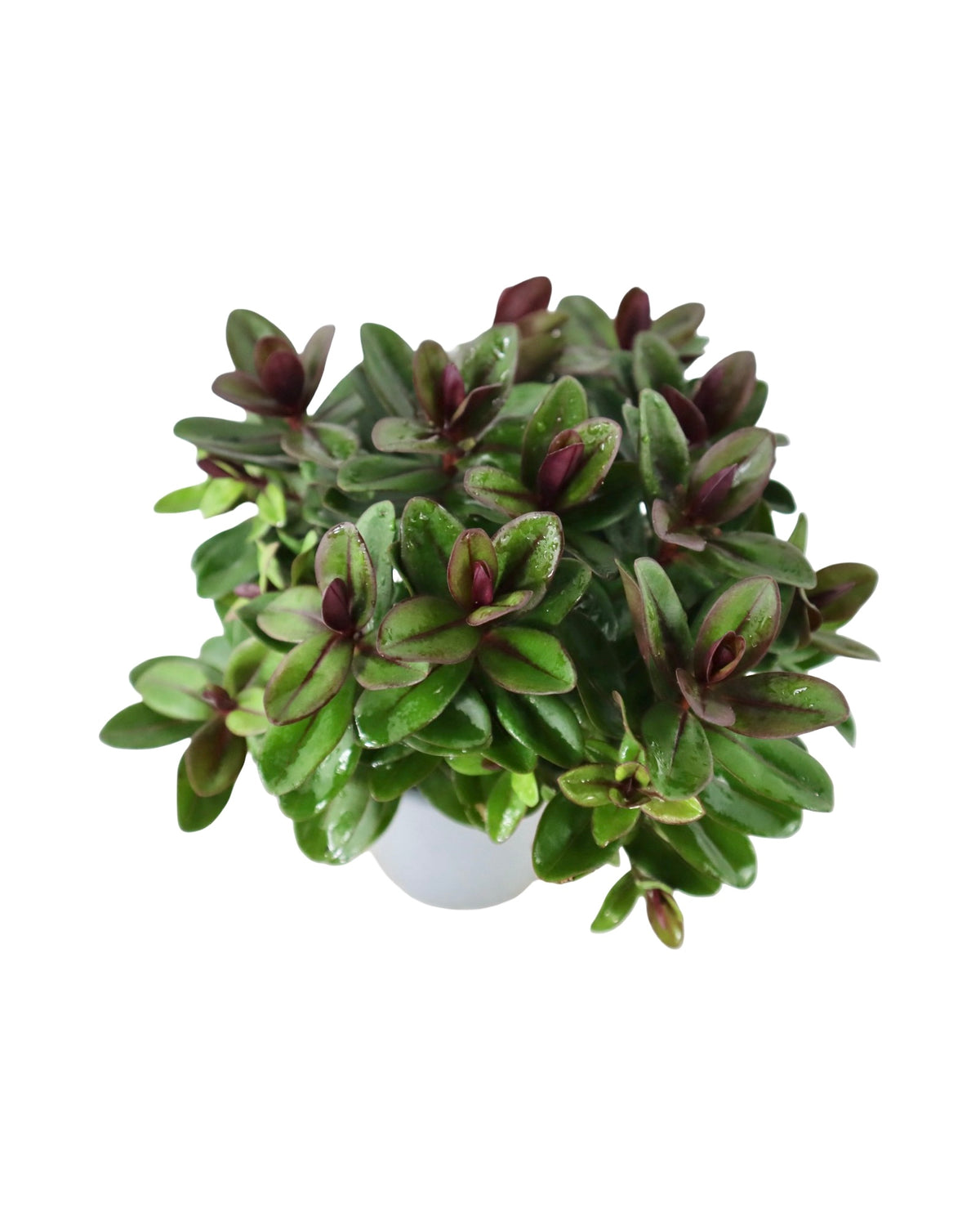 Hebe Vinoa® 'Purple' - Shrubs