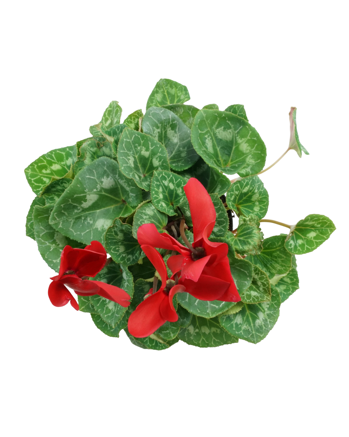 Cyclamen, Assorted - Annuals