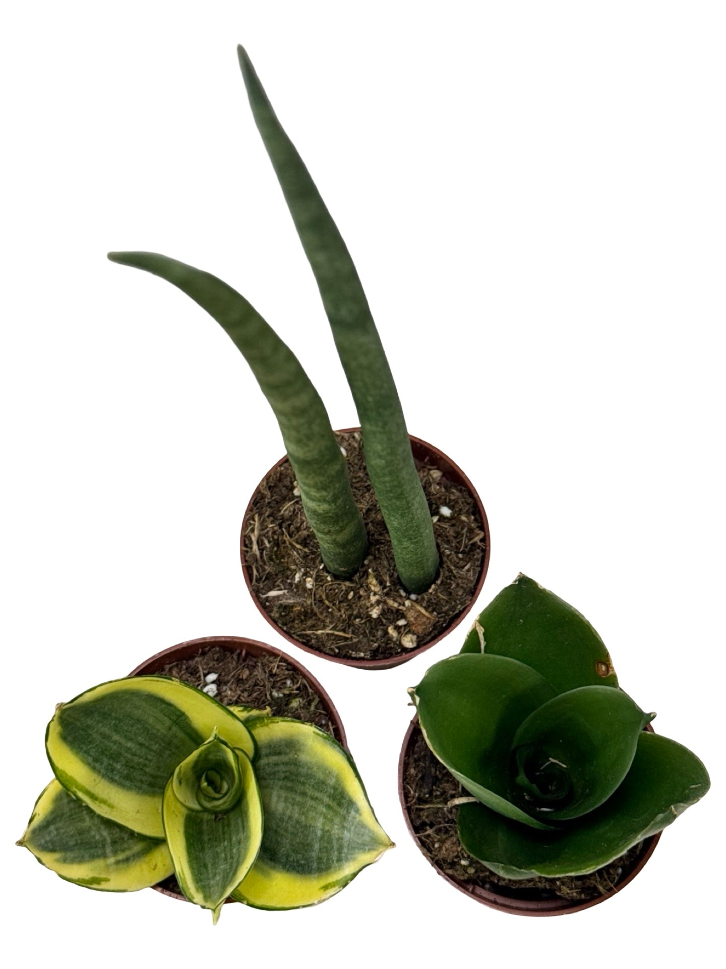 Sansevieria Assorted -