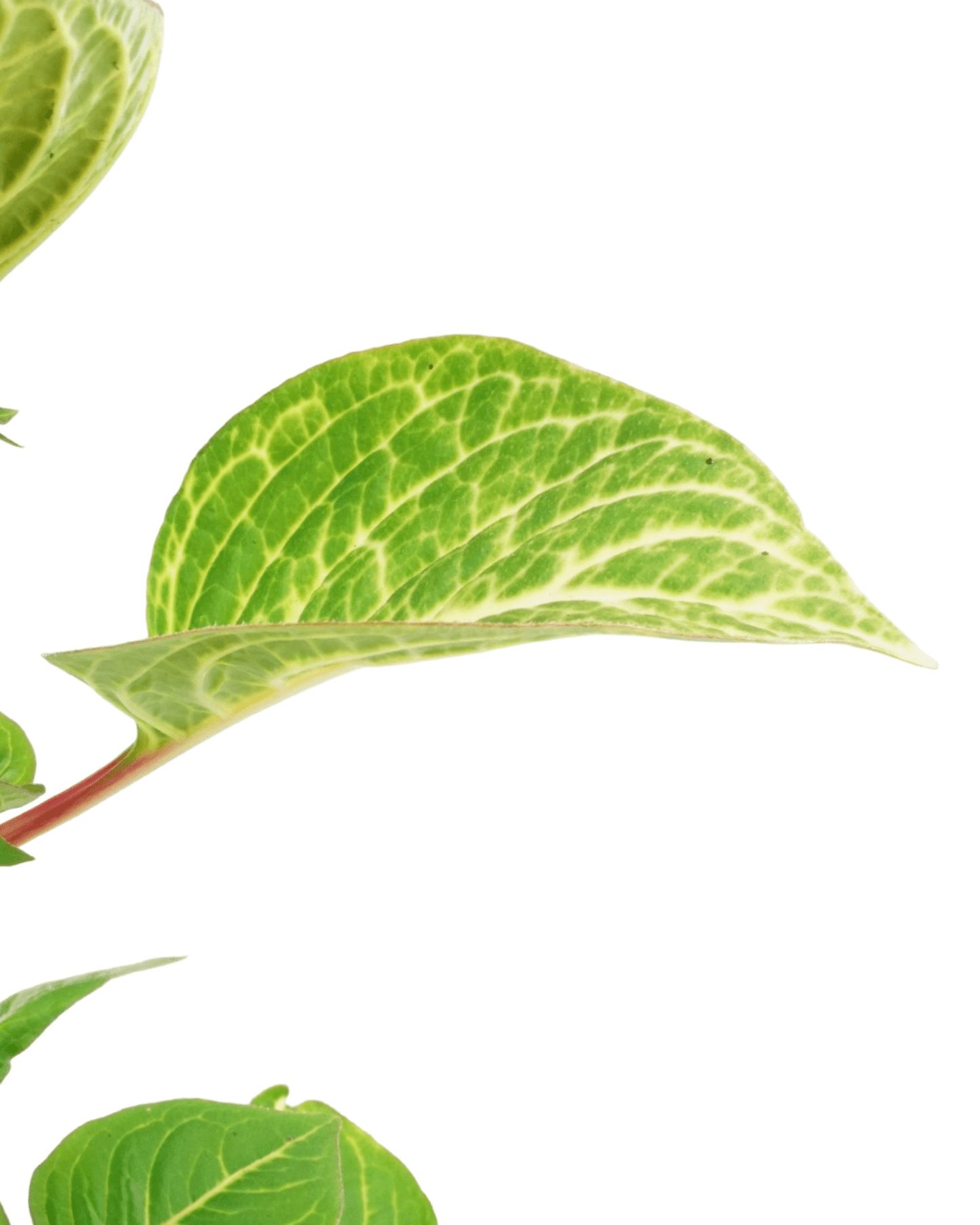 Iresine 'Blazin Lime'
