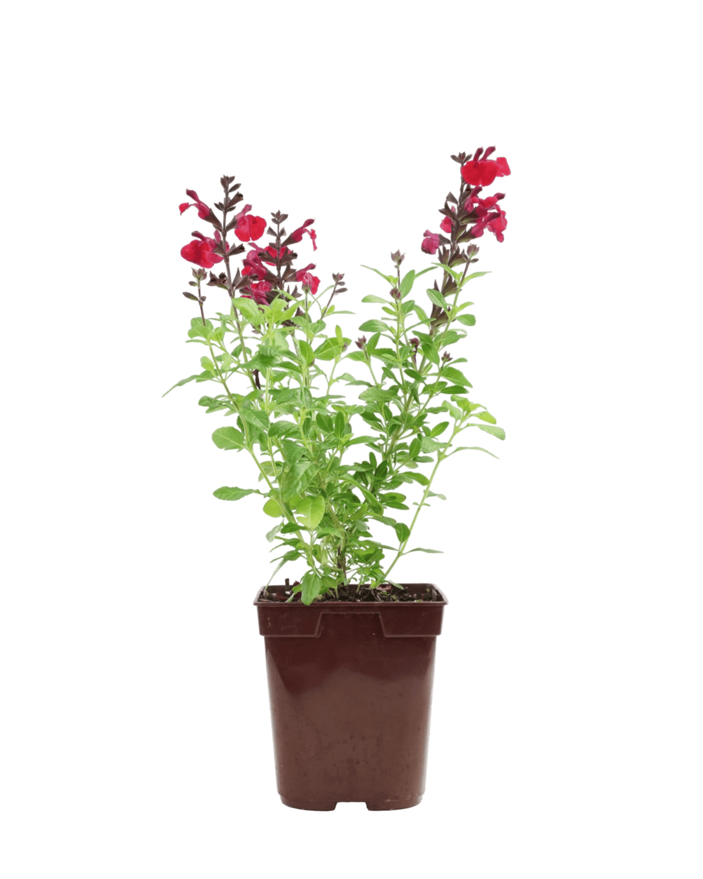 Salvia greggii Mirage® 'Cherry Red' - The Garden Corner