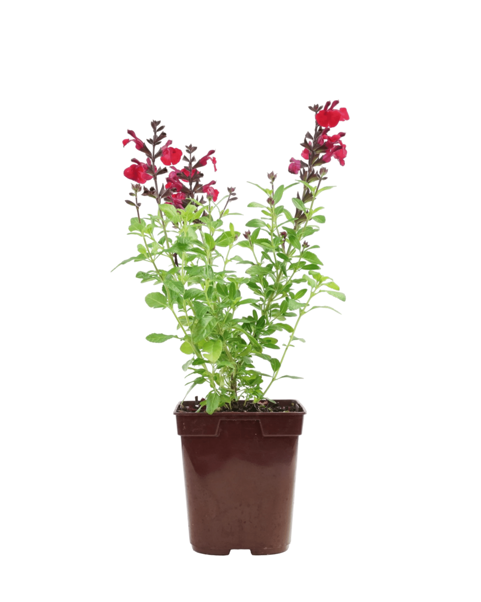 Salvia greggii Mirage® 'Cherry Red' - The Garden Corner
