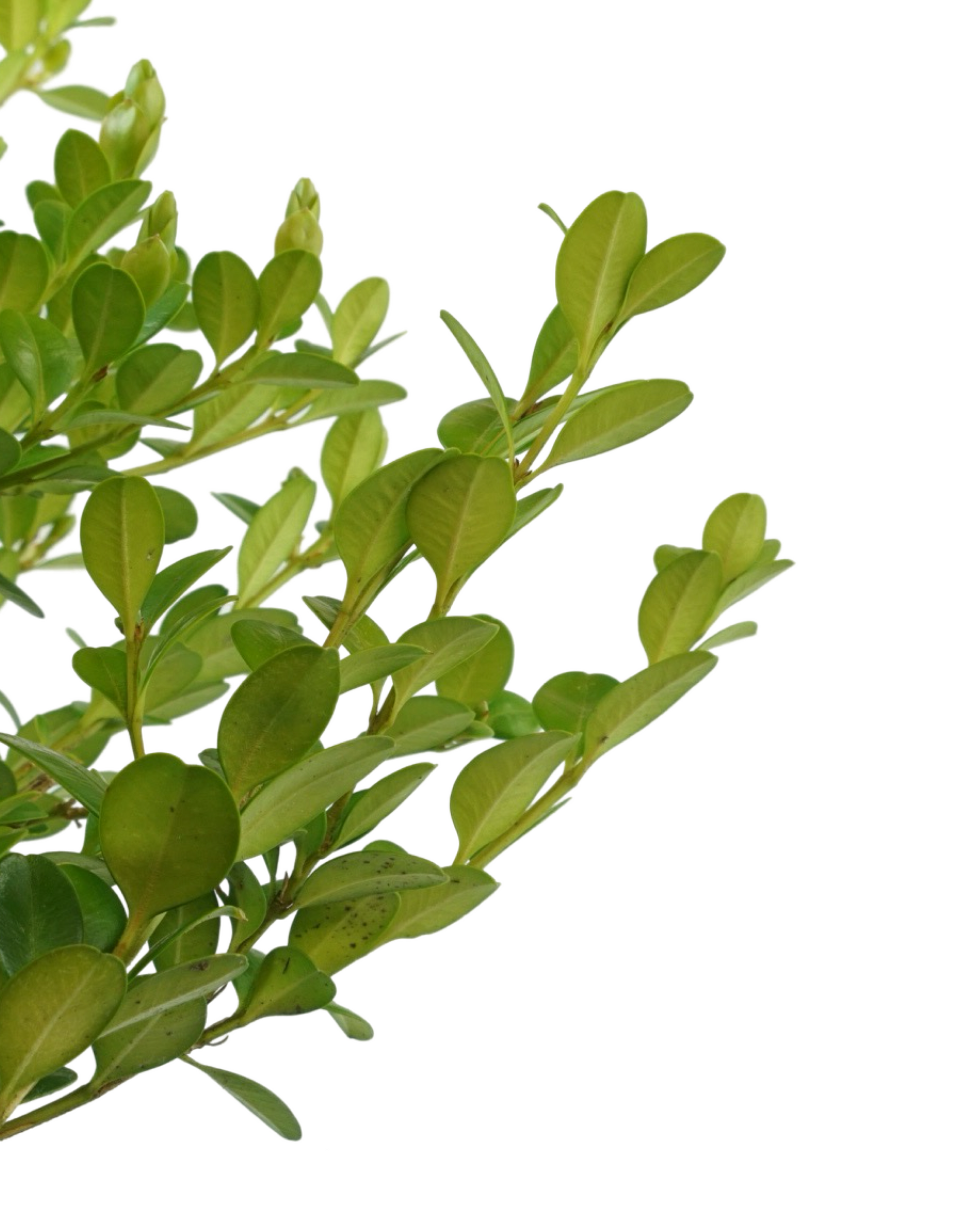 Buxus microphylla japonica 'Winter Gem' 1 Gallon - Shrubs