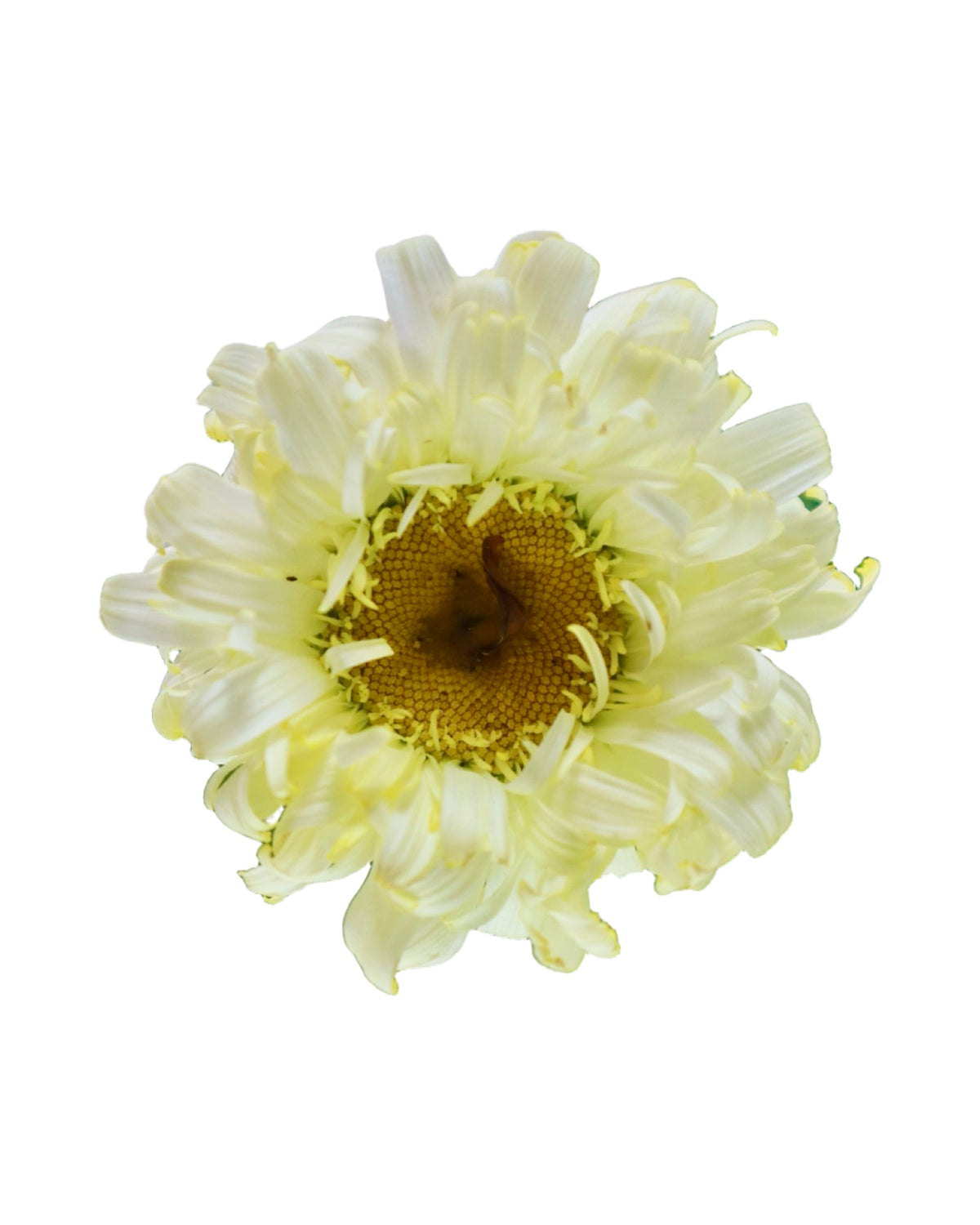Leucanthemum 'Real Charmer' - Perennials
