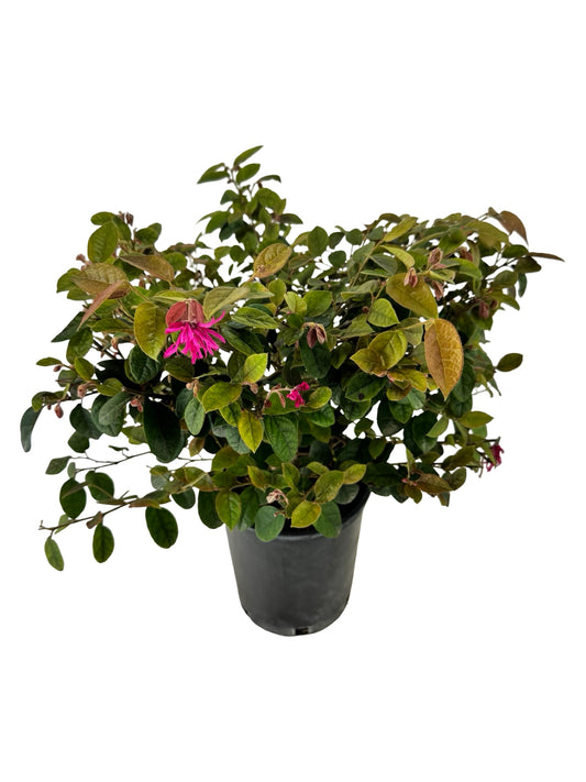 Loropetalum chinense 'Monraz' - Shrubs