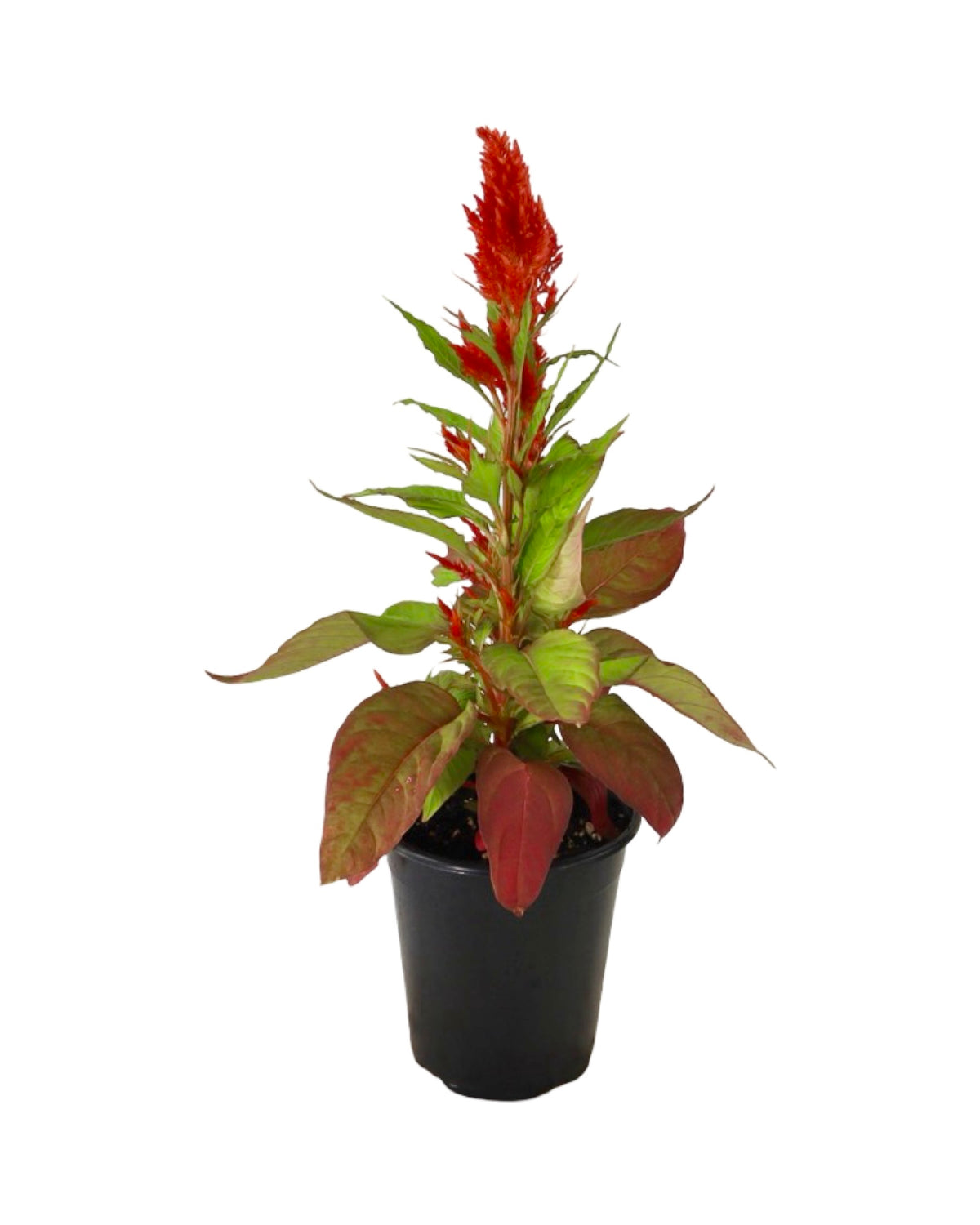 Celosia plumosa Bright Sparks™ Scarlet - Annuals