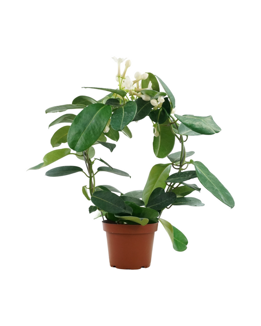 Stephanotis floribunda - House Plants