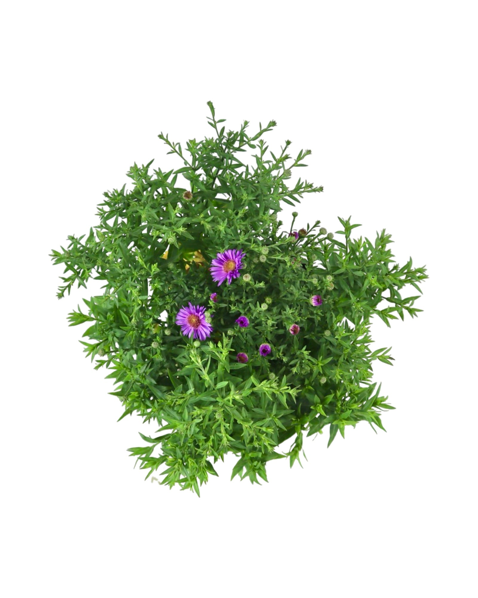 Aster 'Woods Purple' - Perennials