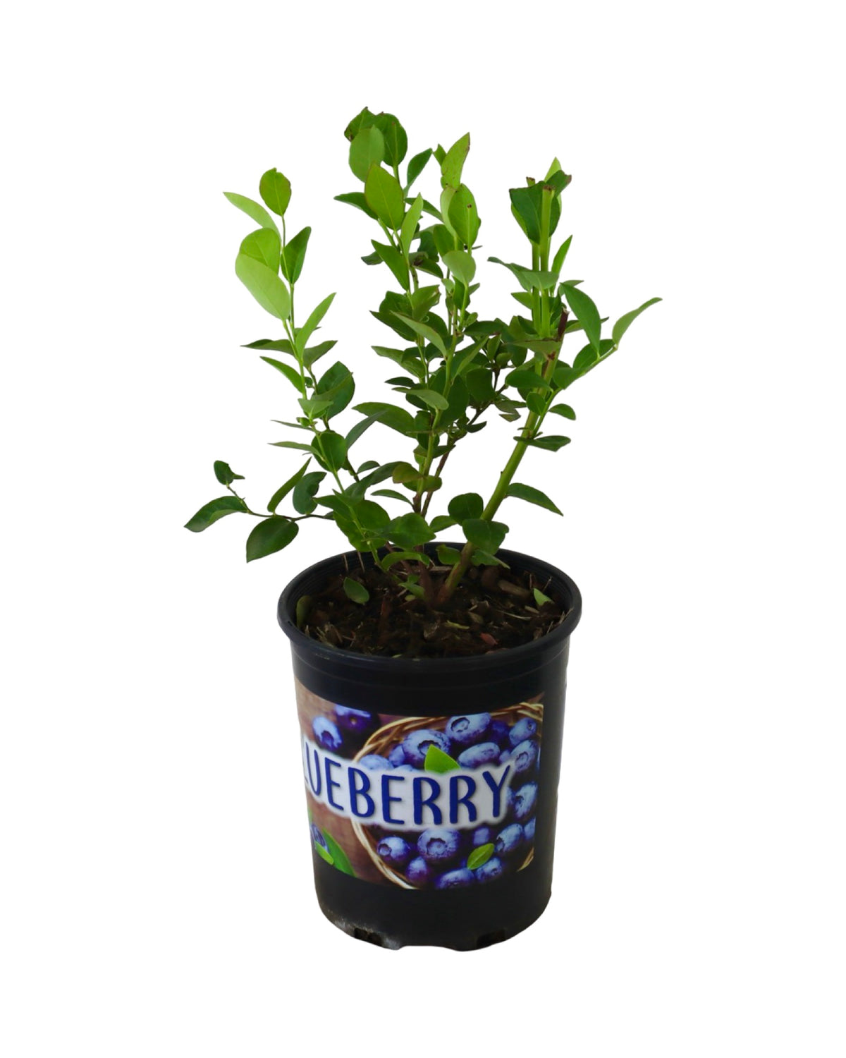 Blueberry 'Sweetheart' - Shrubs