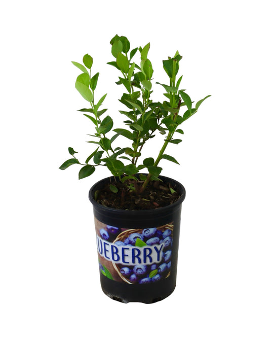 Blueberry 'Sweetheart' - Shrubs