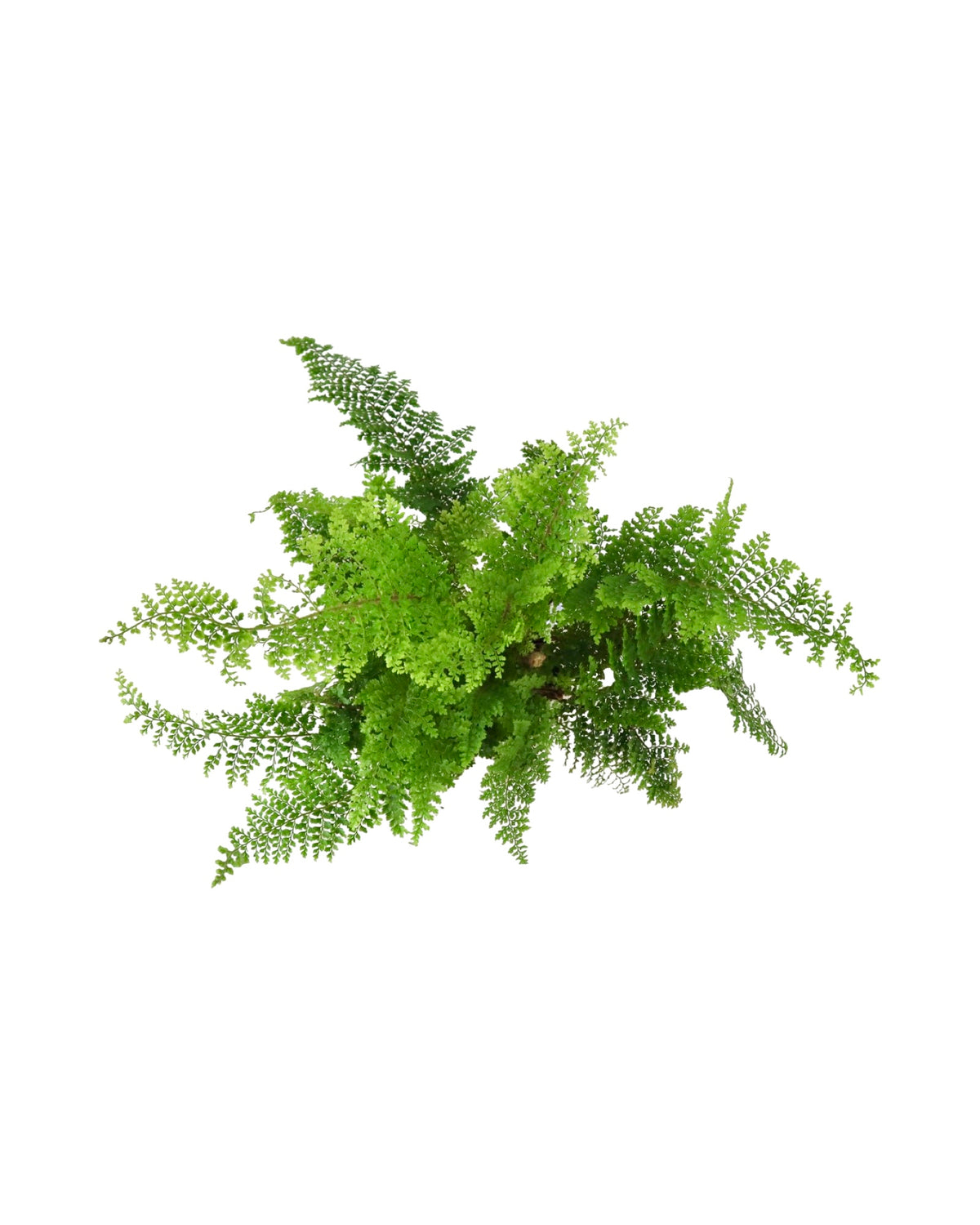 Polystichum setiferum 'Plumosum Densum' - Perennials