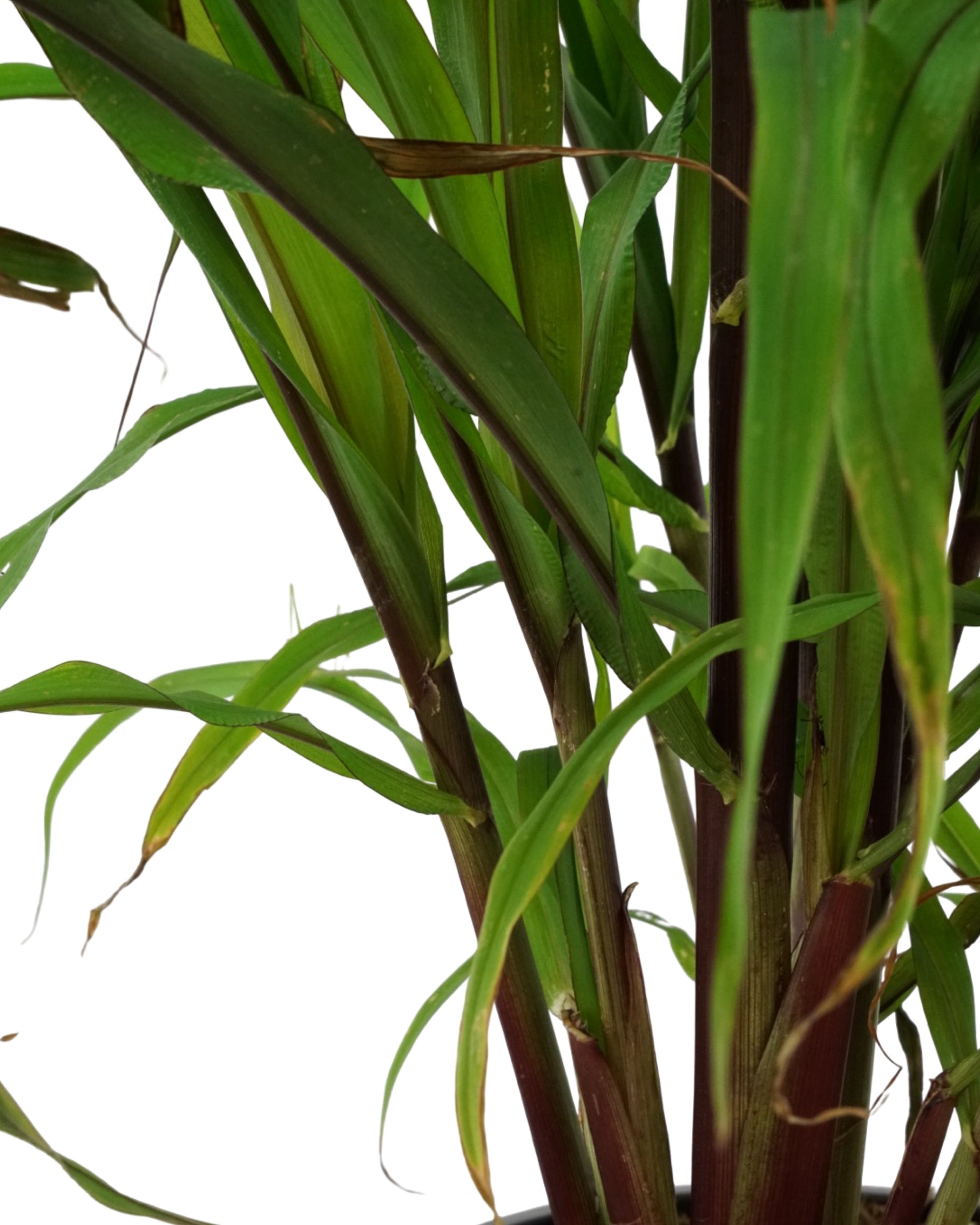 Millet 'Purple Majesty' - Annuals