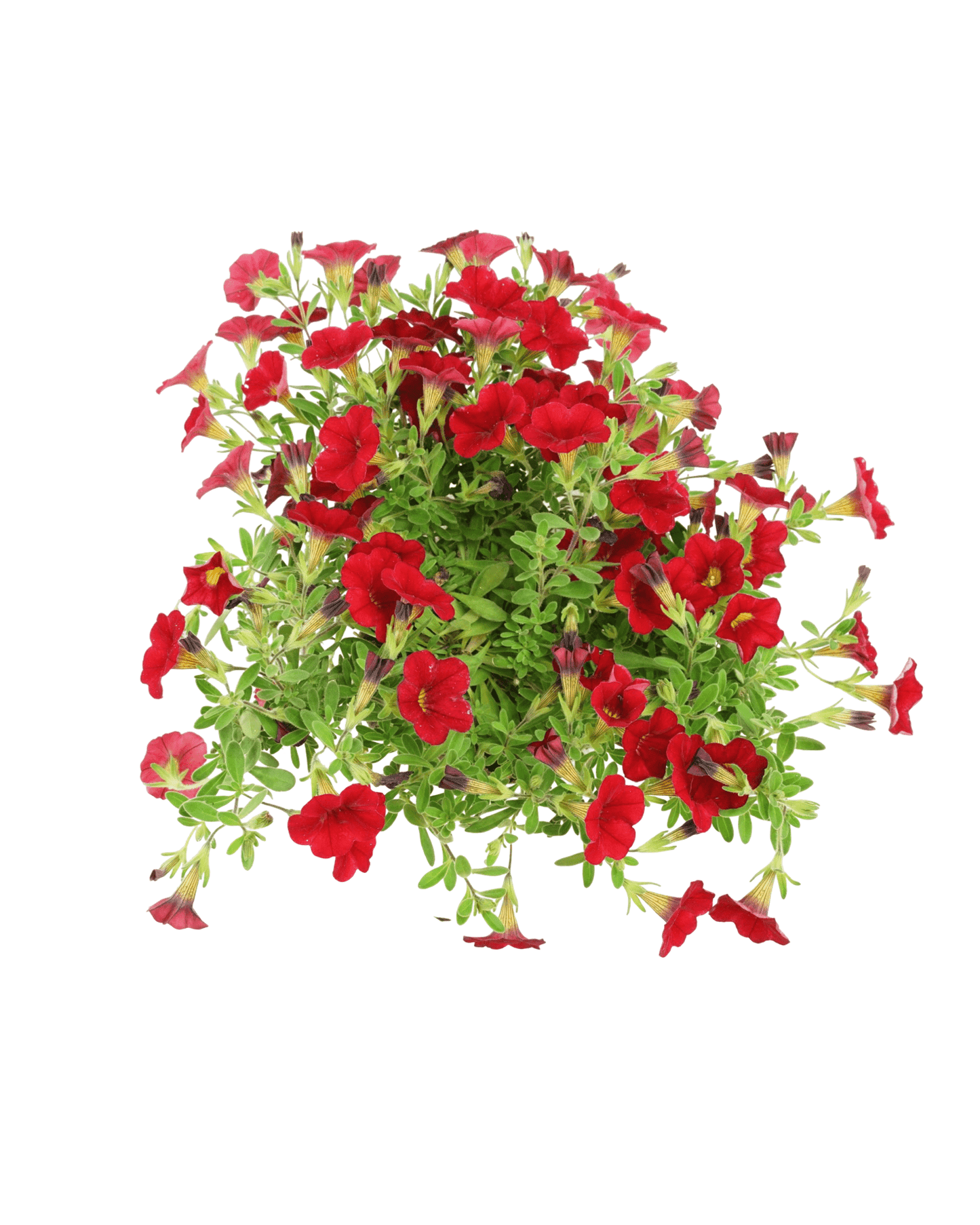 Calibrachoa 'Minifamous Vampire' - The Garden Corner