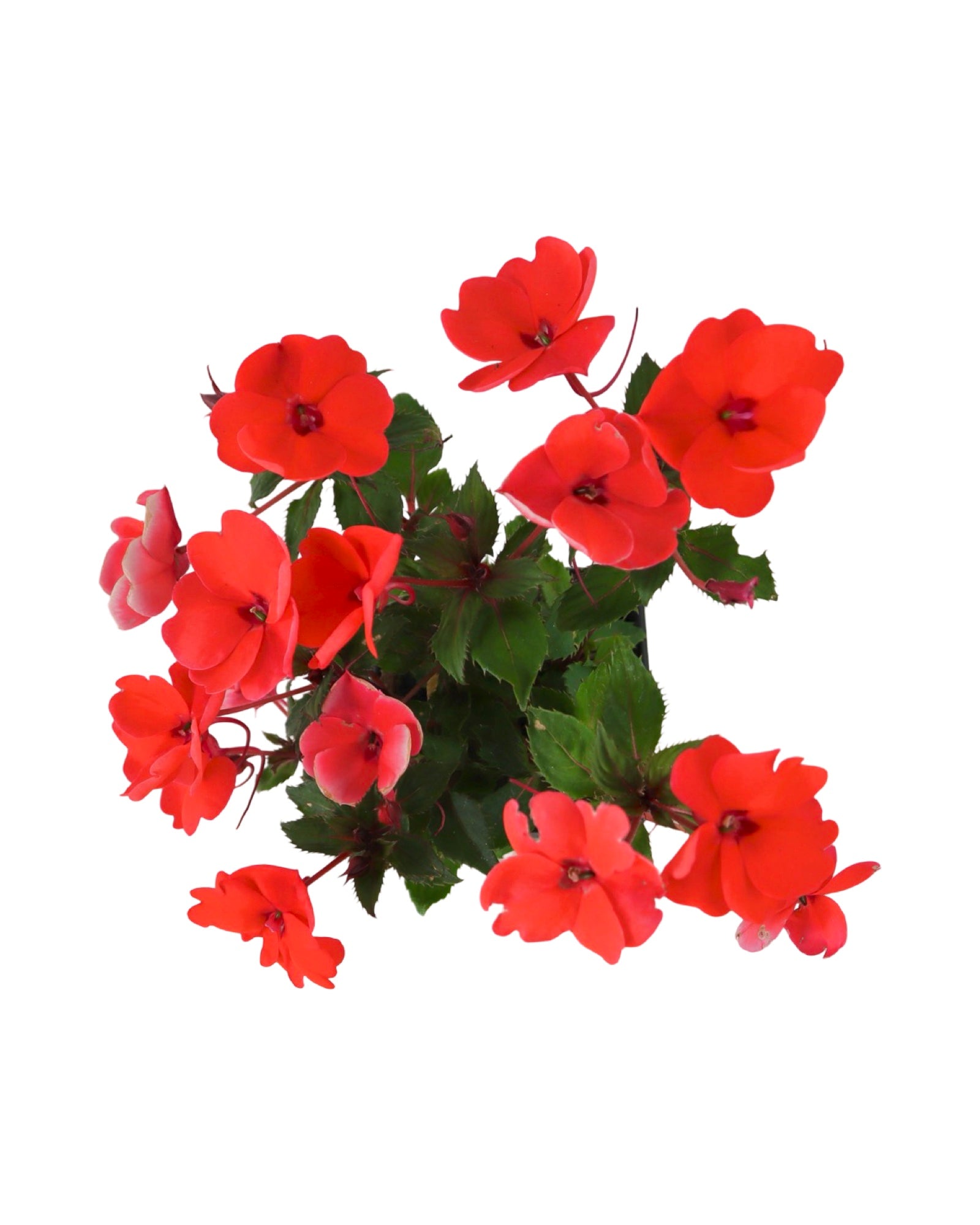 Sunpatiens 'Compact Hot Coral' - Annuals
