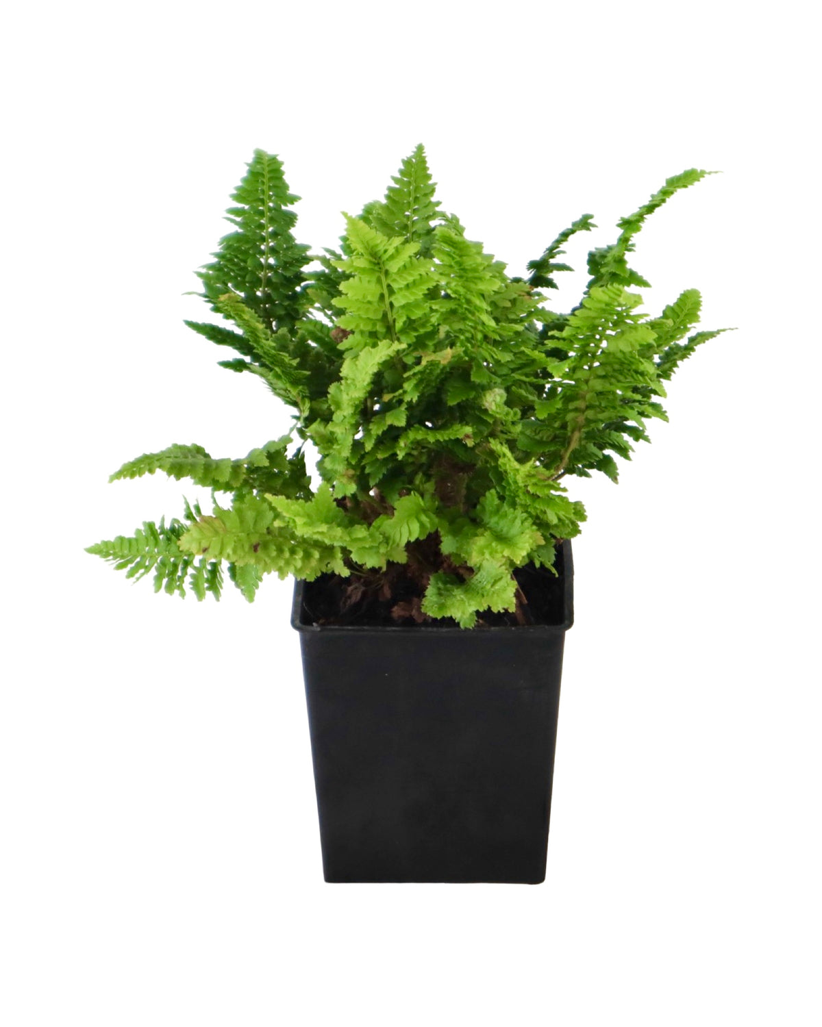 Polystichum setiferum 'Congestum' - Perennials