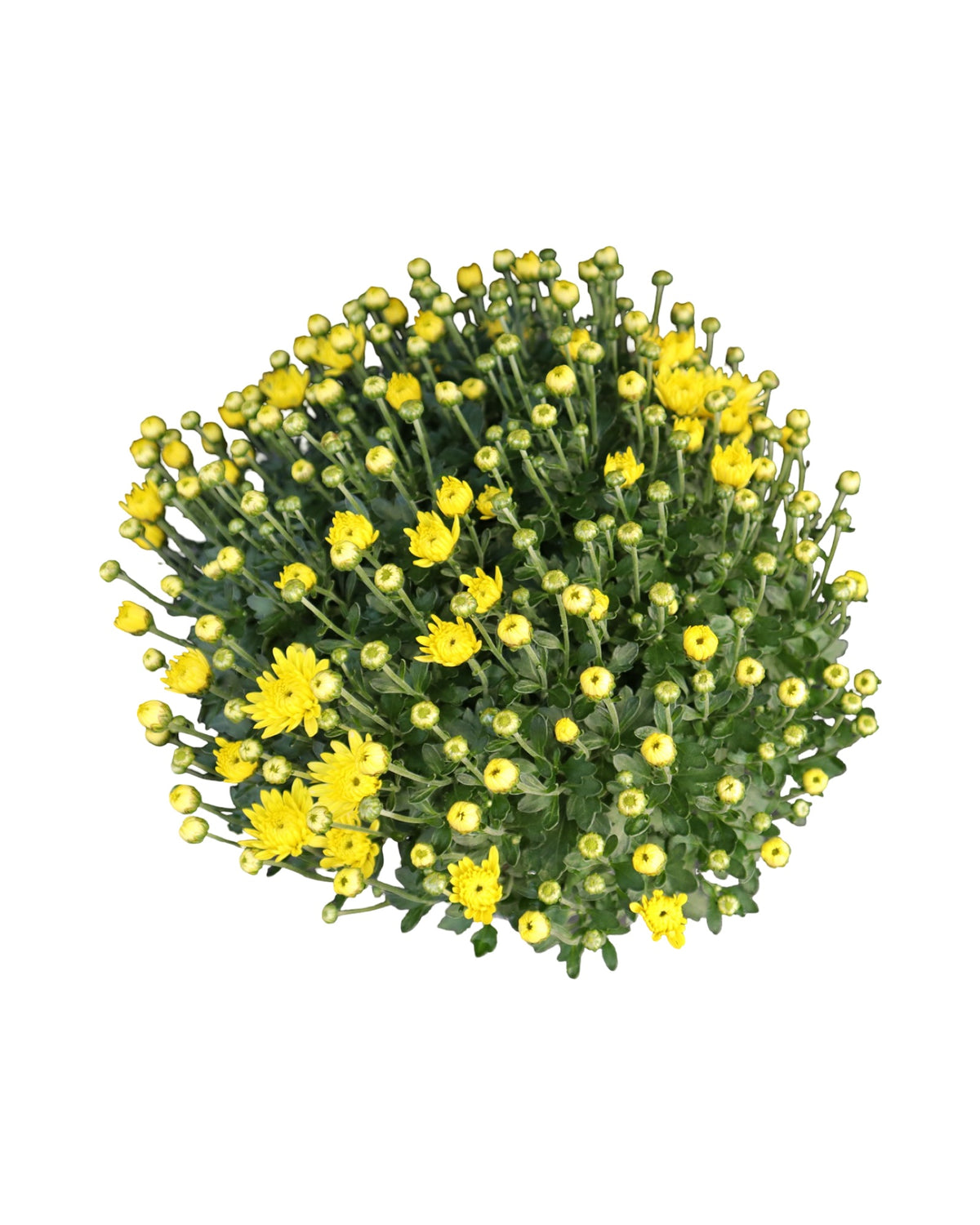 Garden Mum - Seasonal Plant