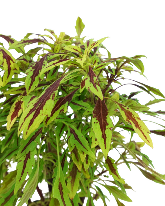 Coleus 'Flame Thrower Chipotle' 4 Inch - Annuals