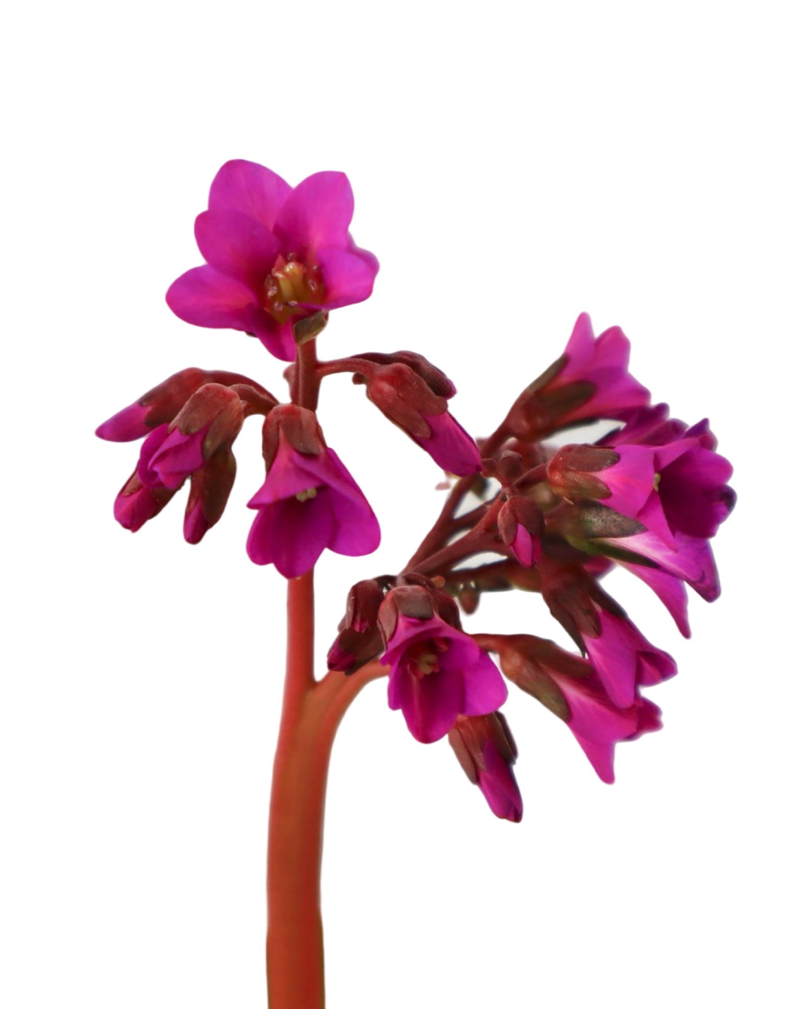 Bergenia 'Winter Glow' - Perennials