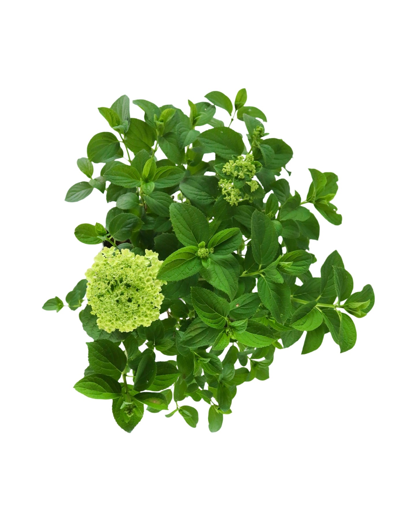 Hydrangea paniculata Little Hottie® - Shrubs