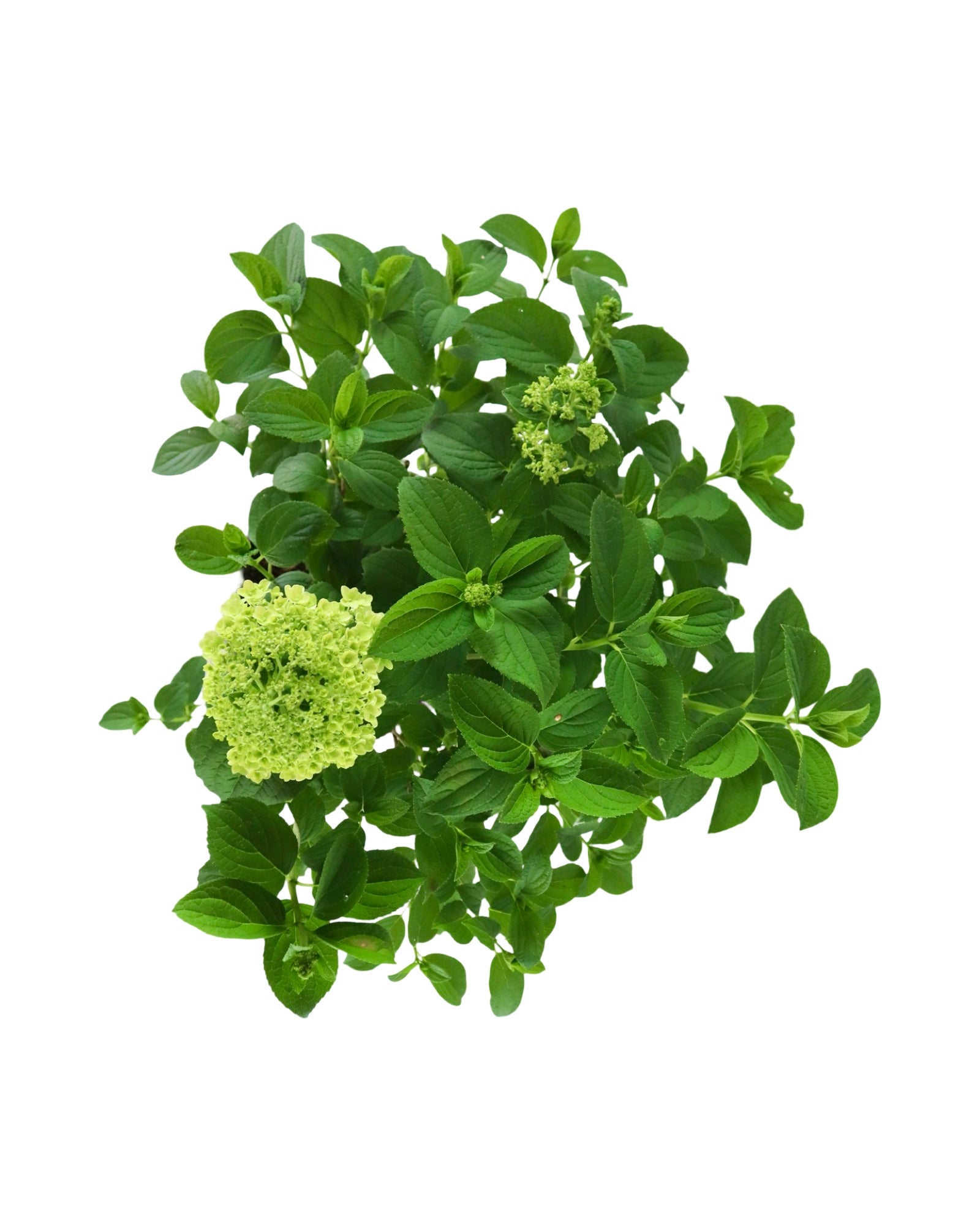 Hydrangea paniculata Little Hottie® - Shrubs
