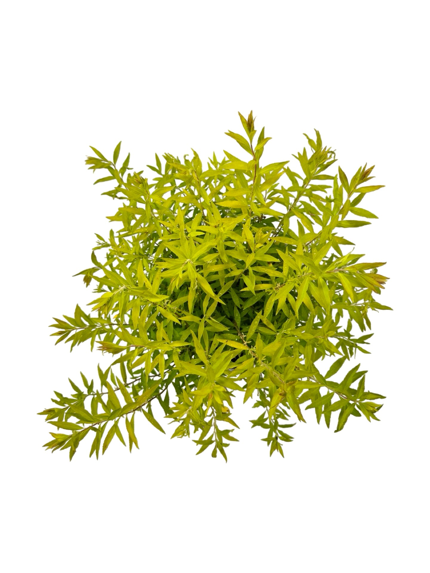 Spiraea thunbergii 'Ogon' - Shrubs