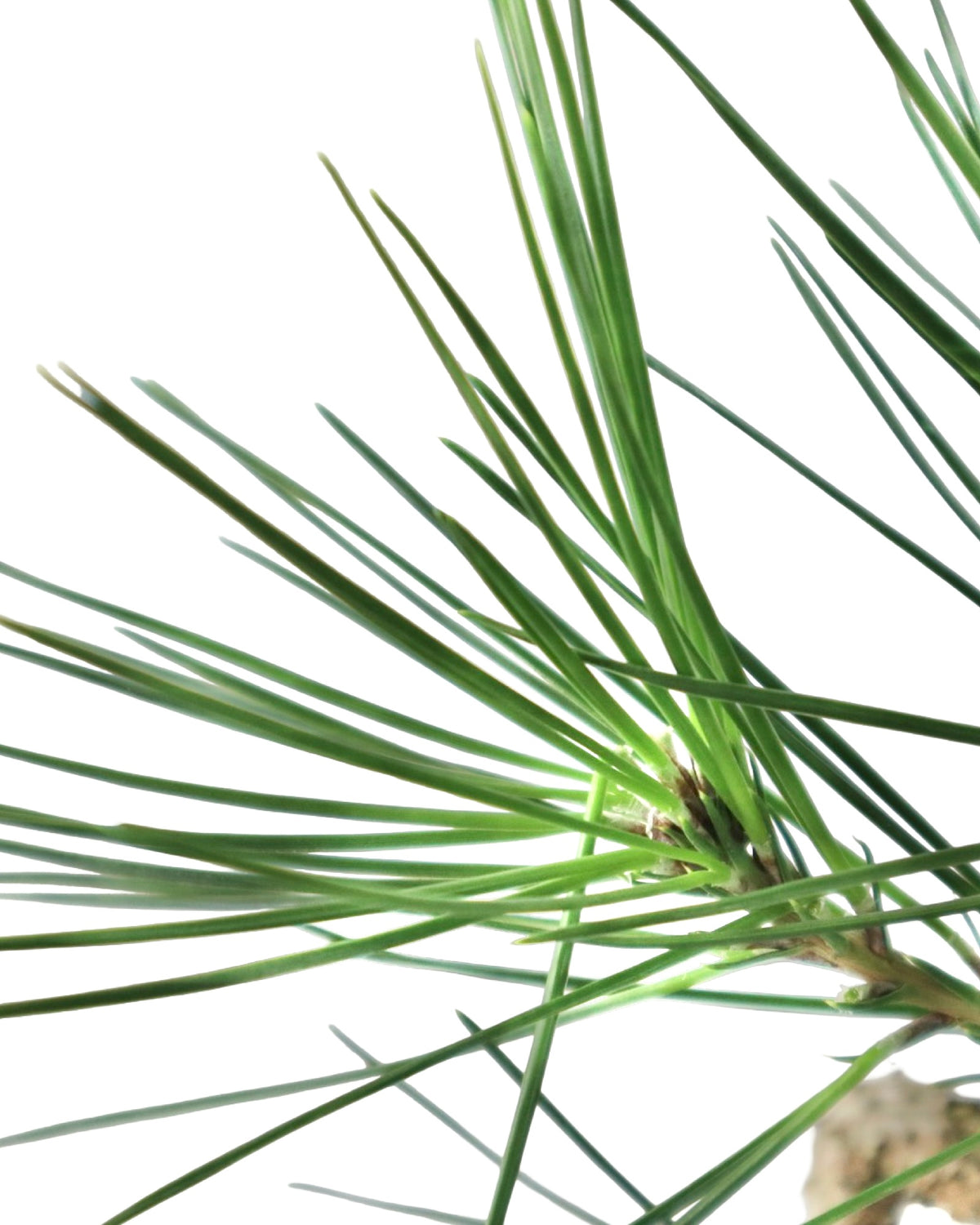 Pinus thunbergii 'Twisty' - Shrubs