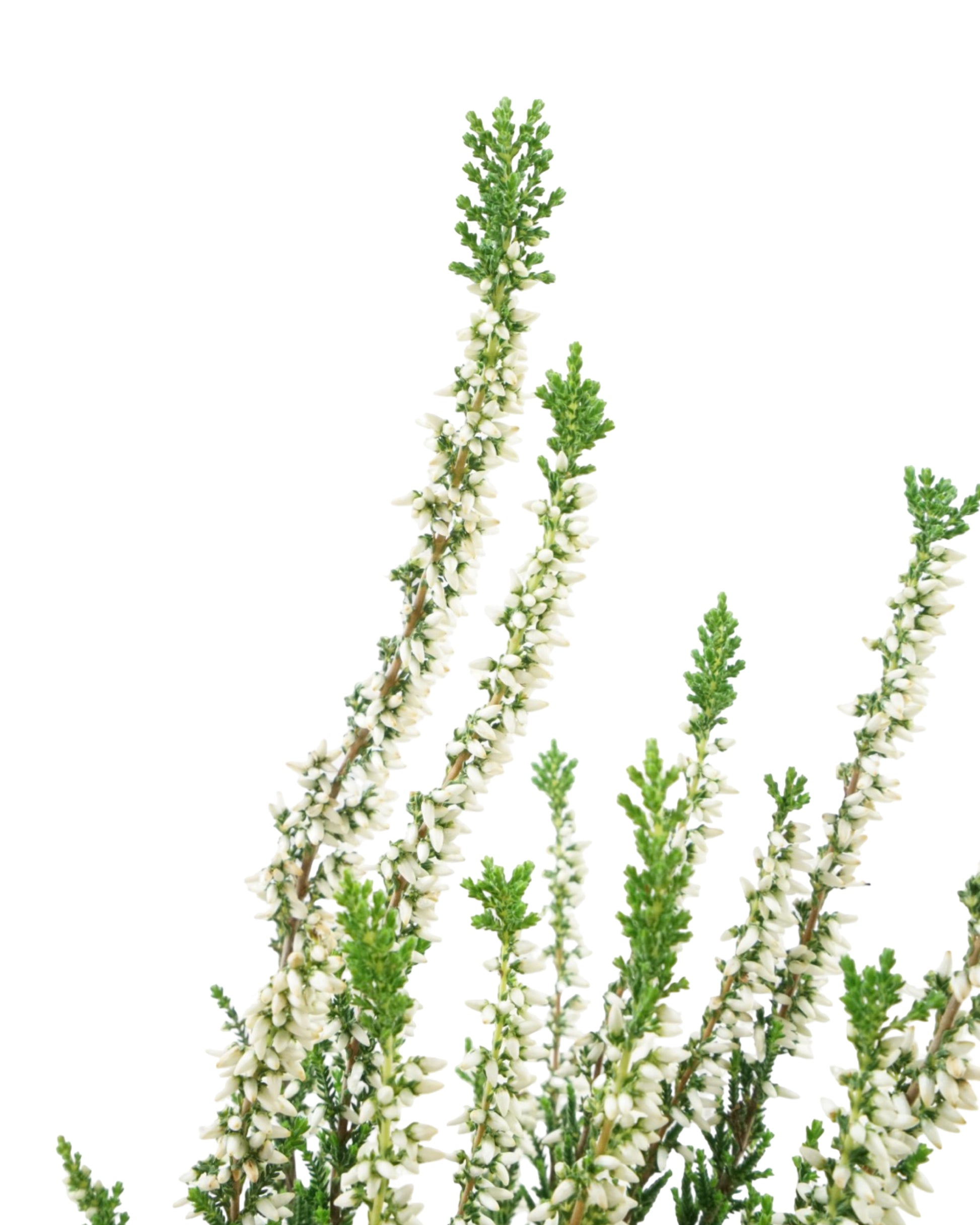Calluna vulgaris 'Verenka' - Shrubs
