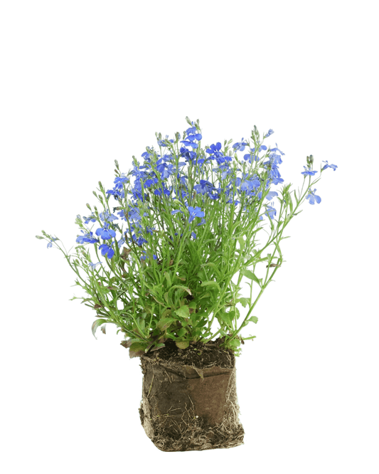 Lobelia 'Lucia Dark Blue' - The Garden Corner