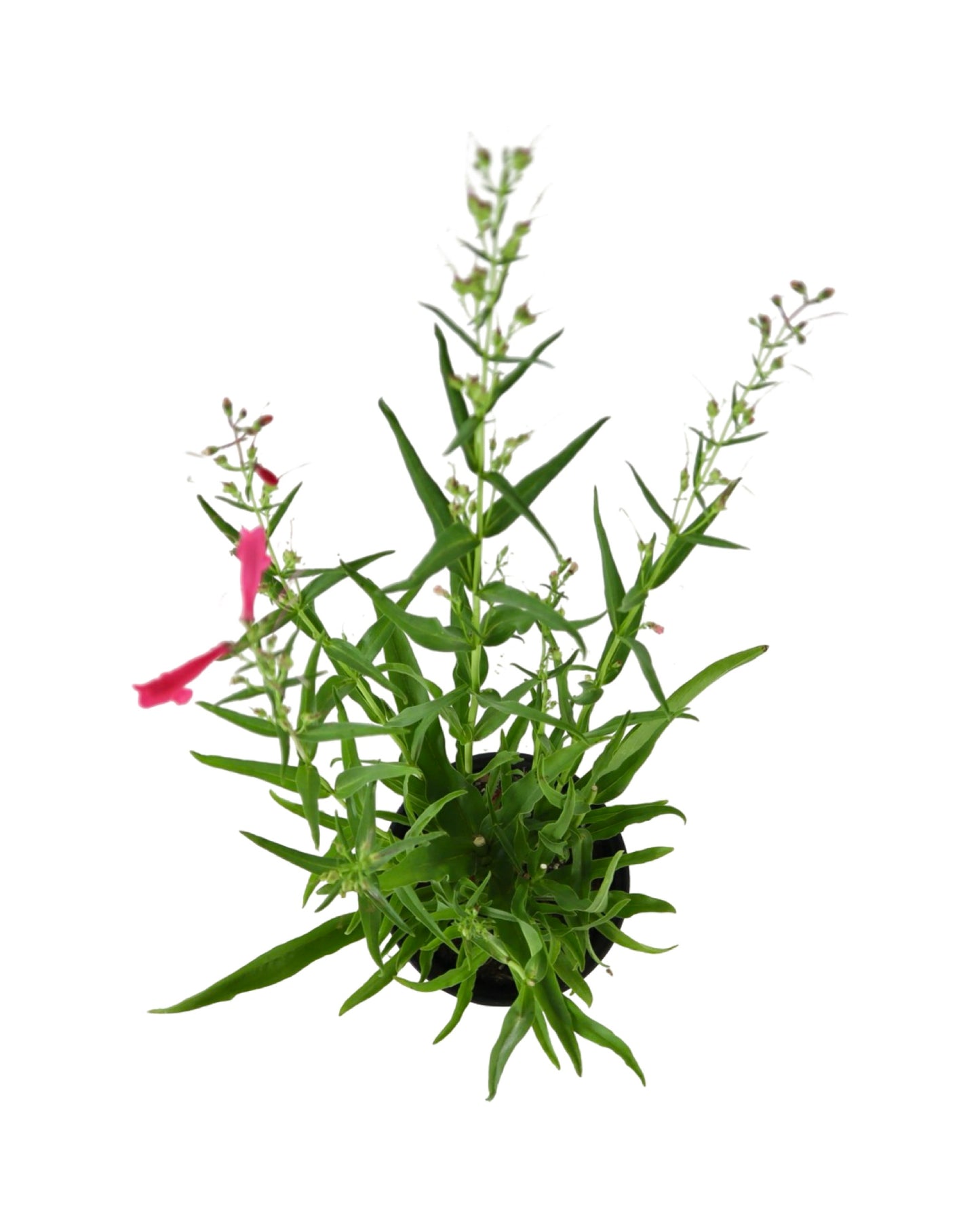 Penstemon Summit Sweets™ Ruby - Perennials