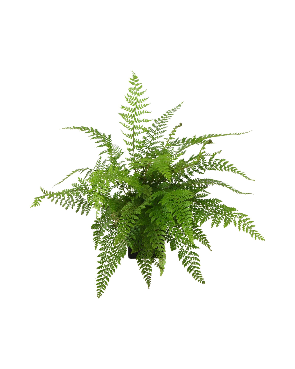 Polystichum setiferum 'Herrenhausen' - Perennials