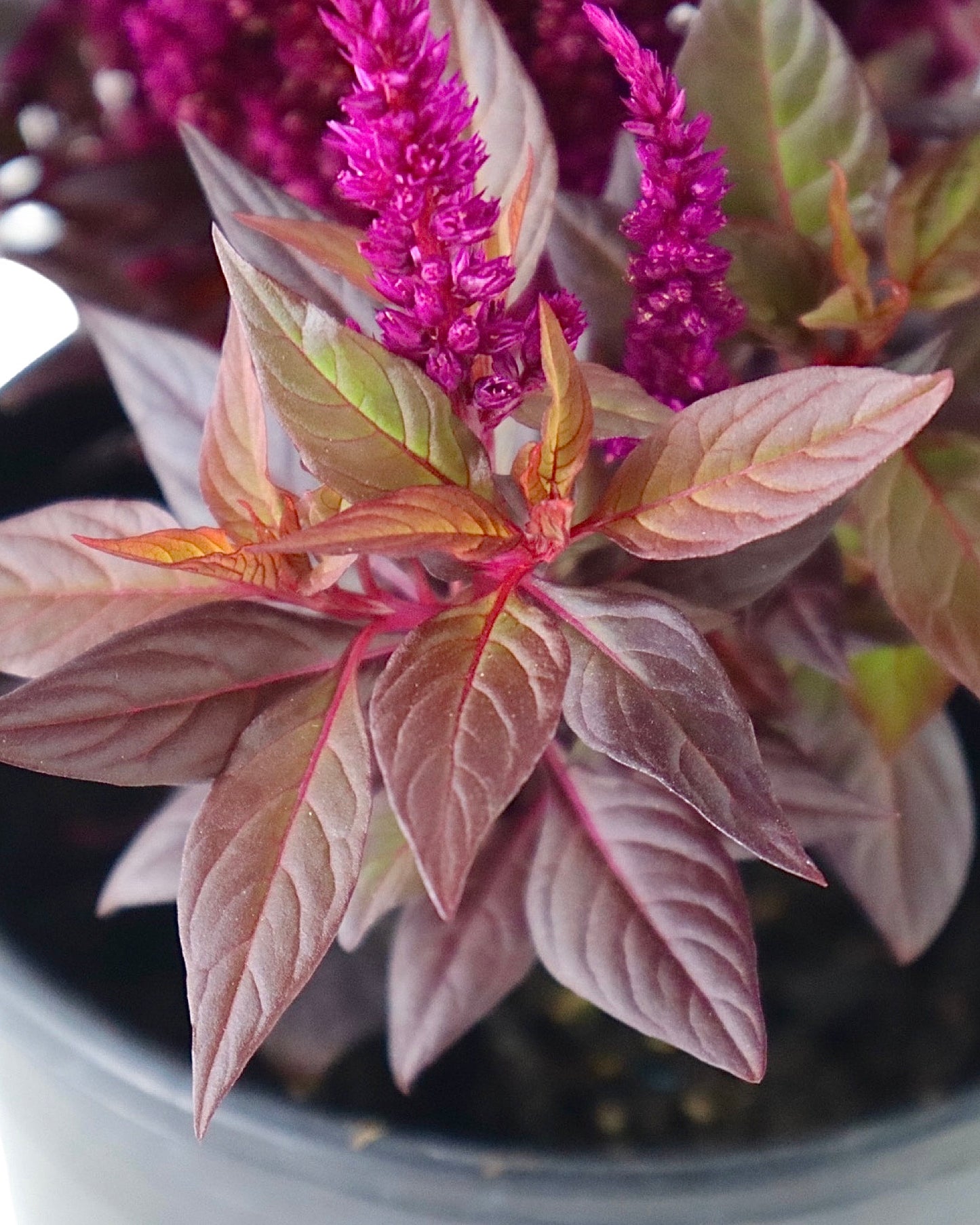 Celosia Kelos® Fire 'Purple' - Annuals
