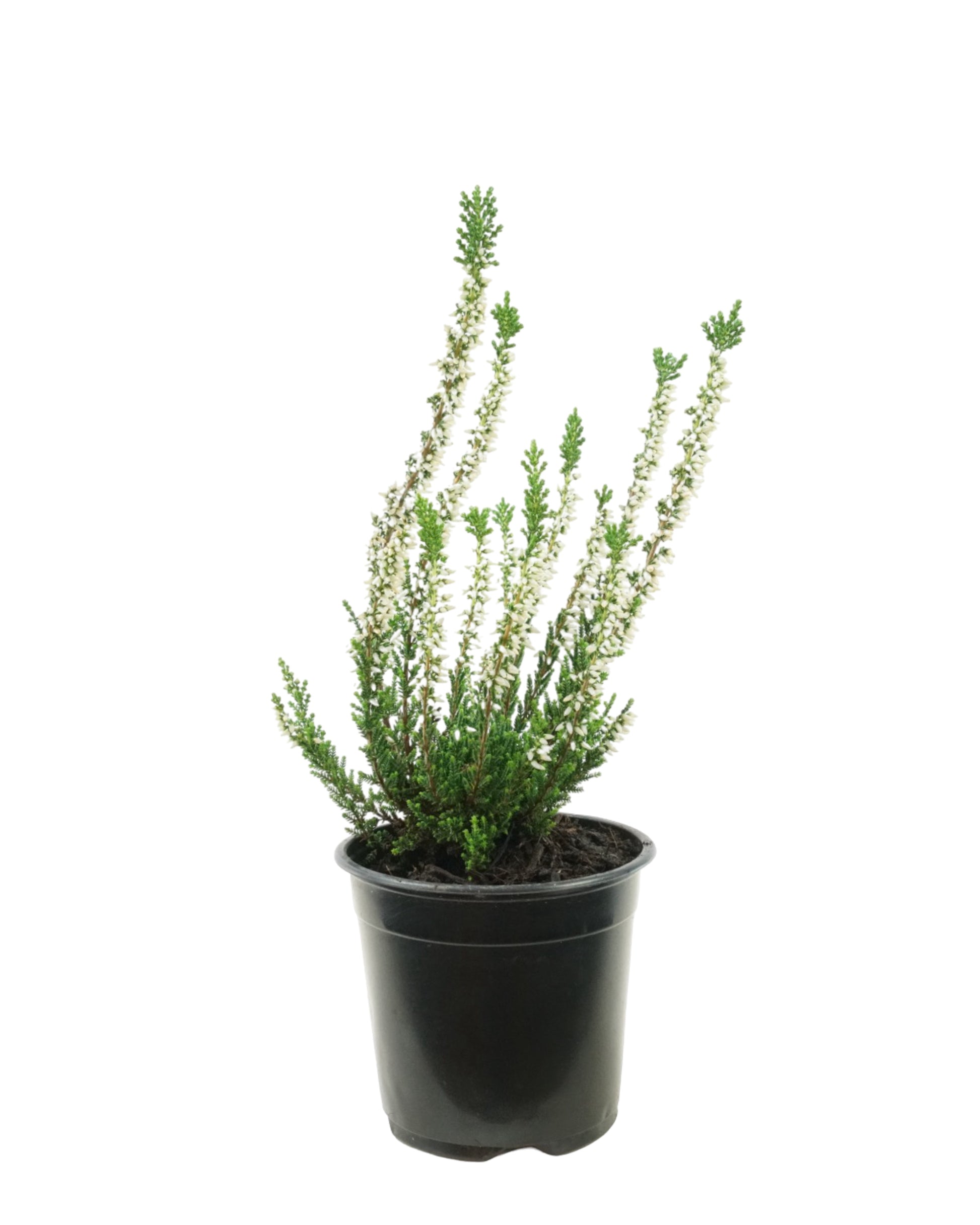 Calluna vulgaris 'Verenka' - Shrubs