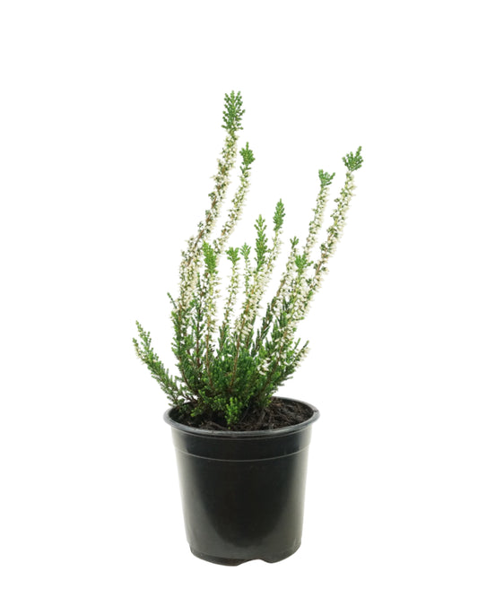 Calluna vulgaris 'Verenka' - Shrubs