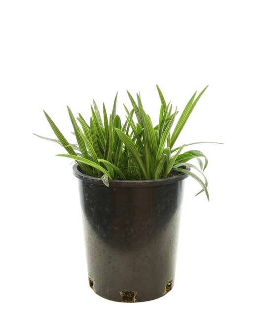 Ledebouria cooperi - The Garden Corner