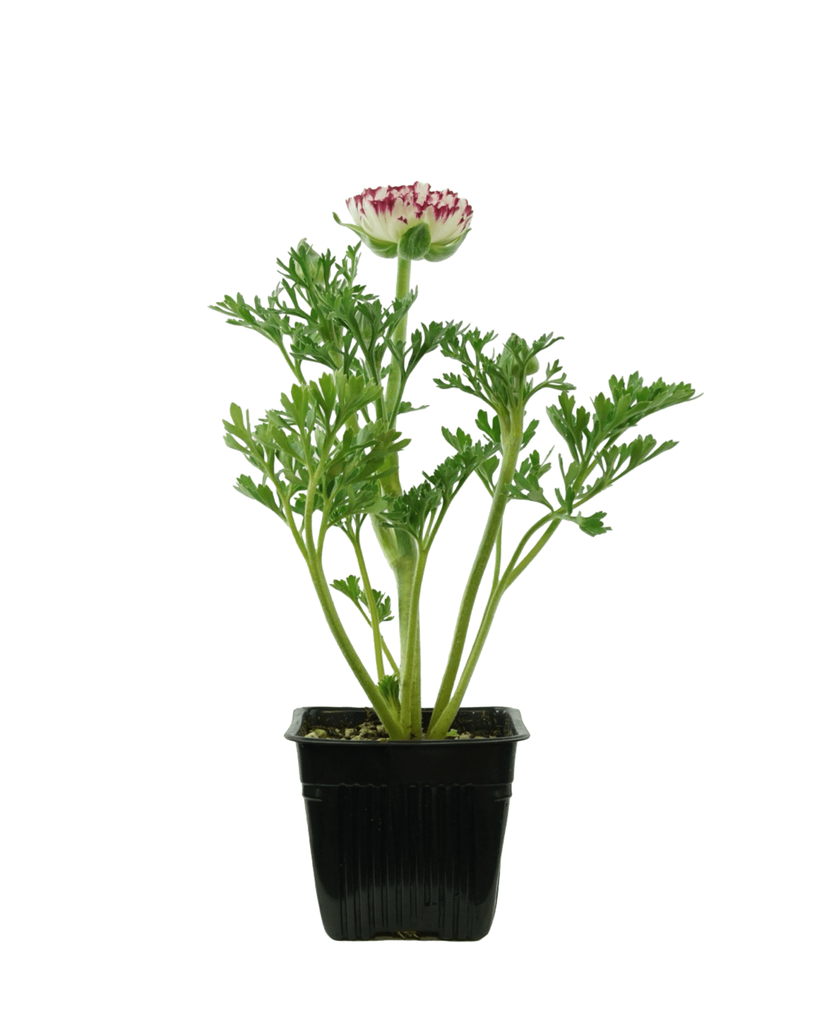 Ranunculus 'Sprinkles' - The Garden Corner