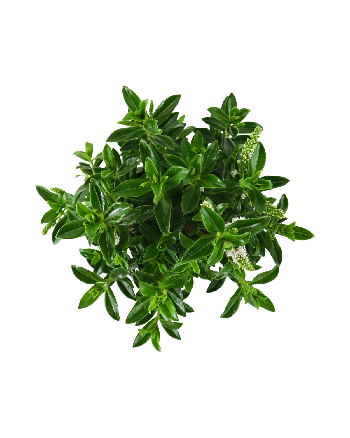 Hebe Petita® 'White' - Shrubs