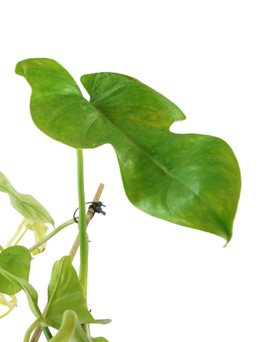 Philodendron bipinnatifidum 'Golden Violin' - House Plants