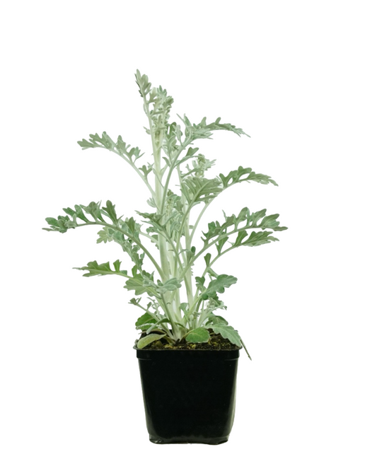 Senecio 'Silverdust'