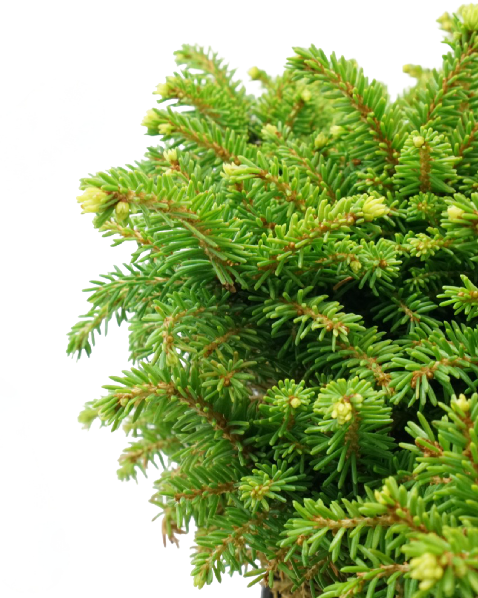 Picea abies 'Little Gem' - Shrubs