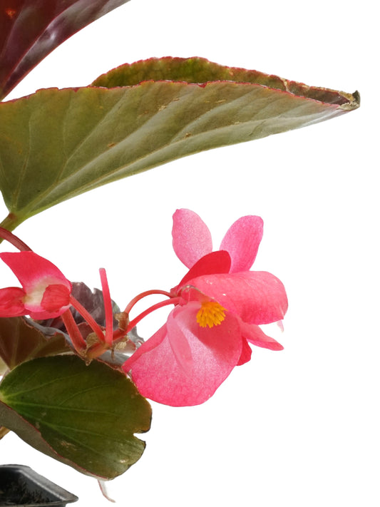 Begonia Whopper 'Rose Bronze Leaf' - Annuals