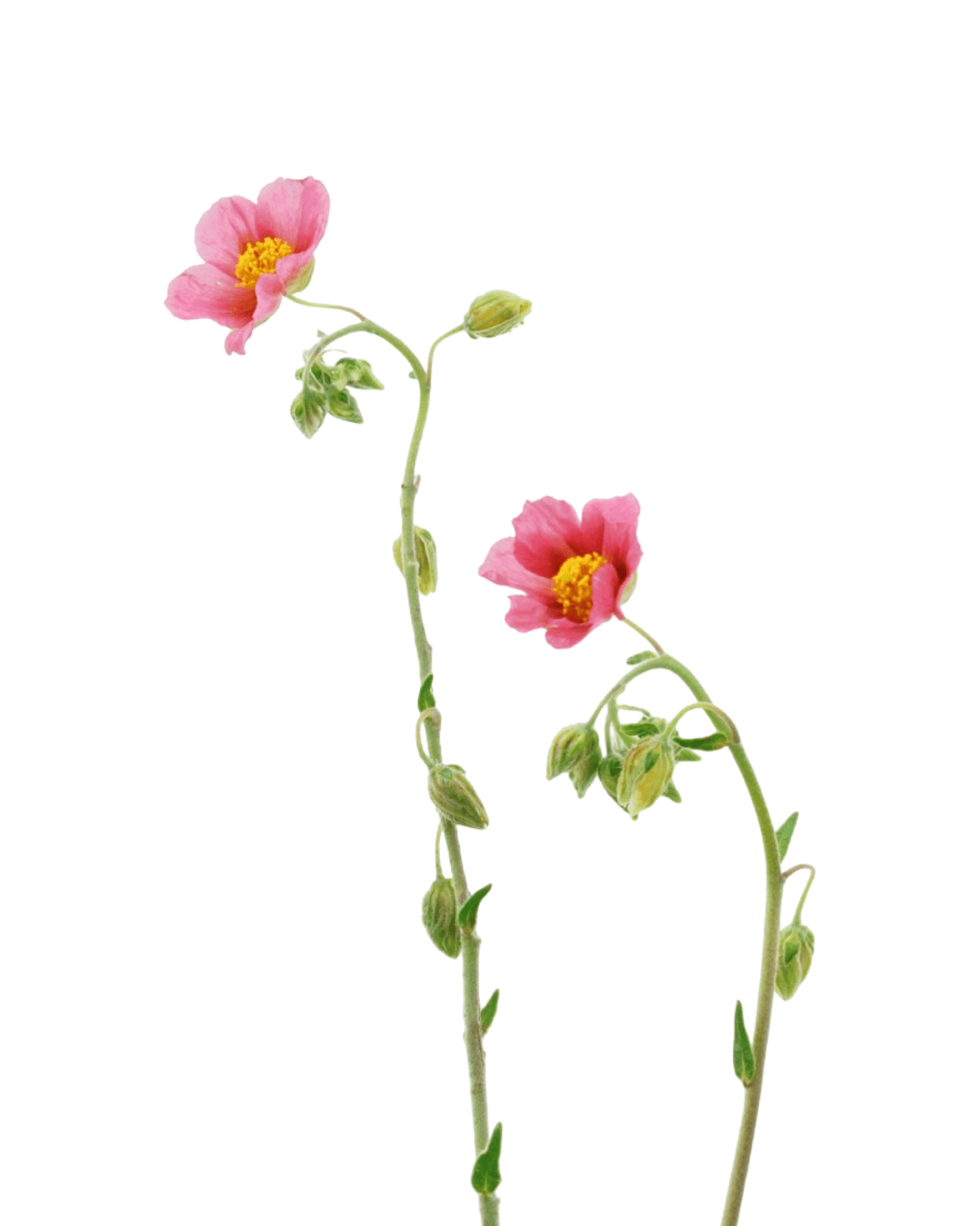 Helianthemum 'Ben Ledi' - The Garden Corner