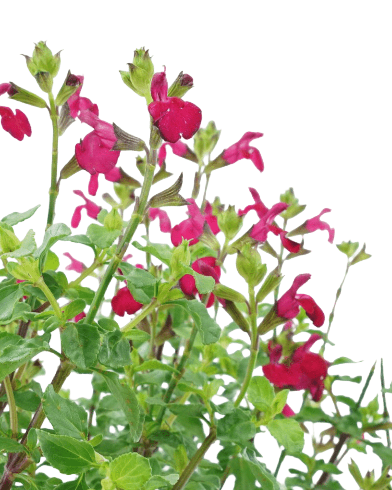 Salvia microphylla 'Free Speech' - The Garden Corner